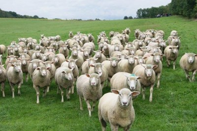 Les ovins de l'université de Namur