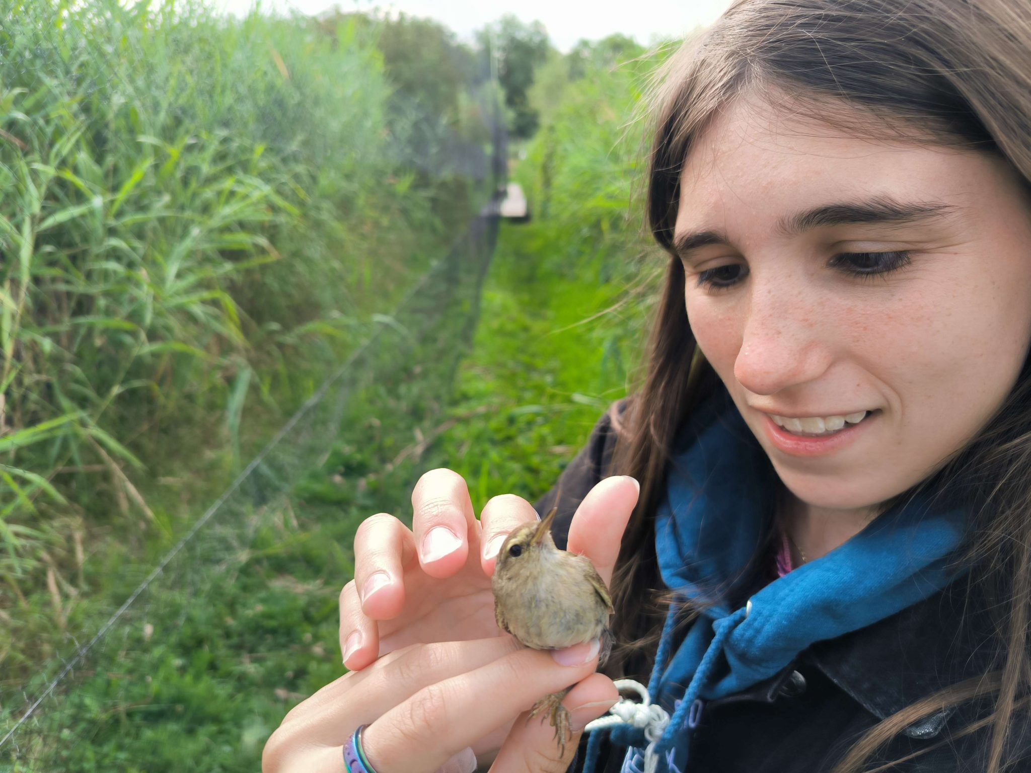 Restauration et entretien des pelouses calcaires au Luxembourg