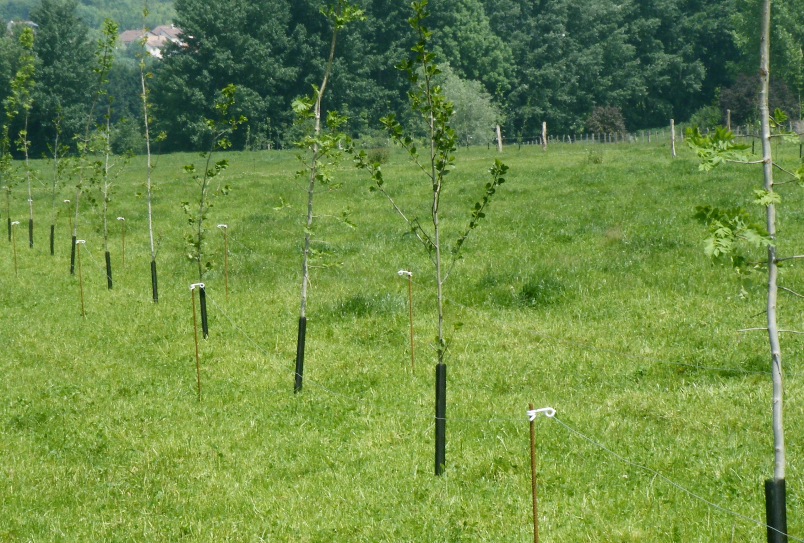 Agroforesterie