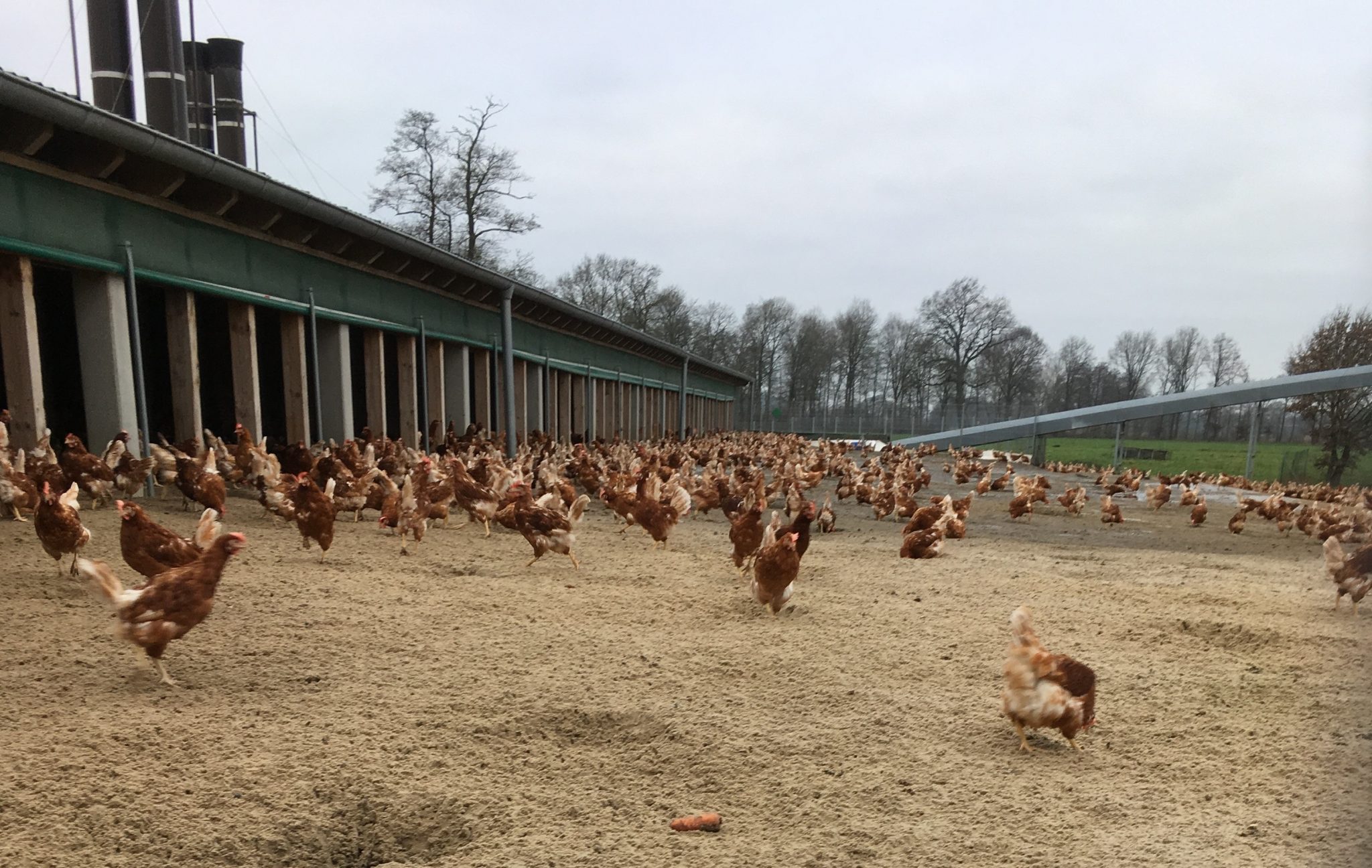 Des poules pondeuses en Allemagne du Nord
