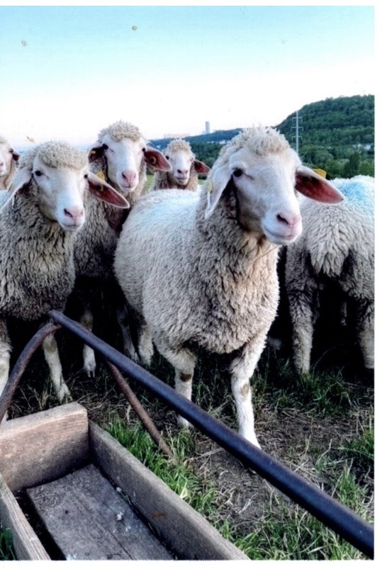 Production ovine