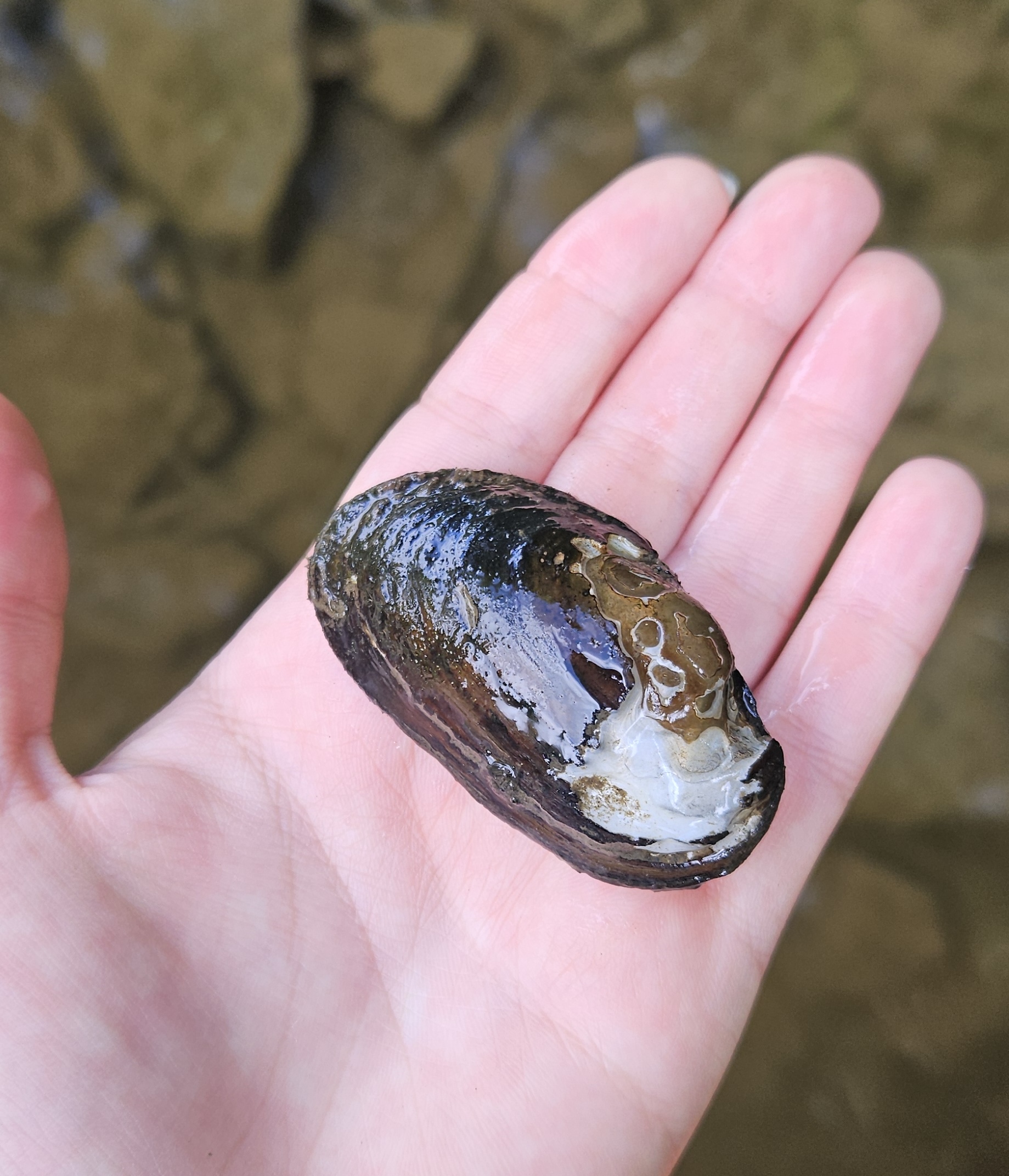 Préservation de la moule perlière au Luxembourg