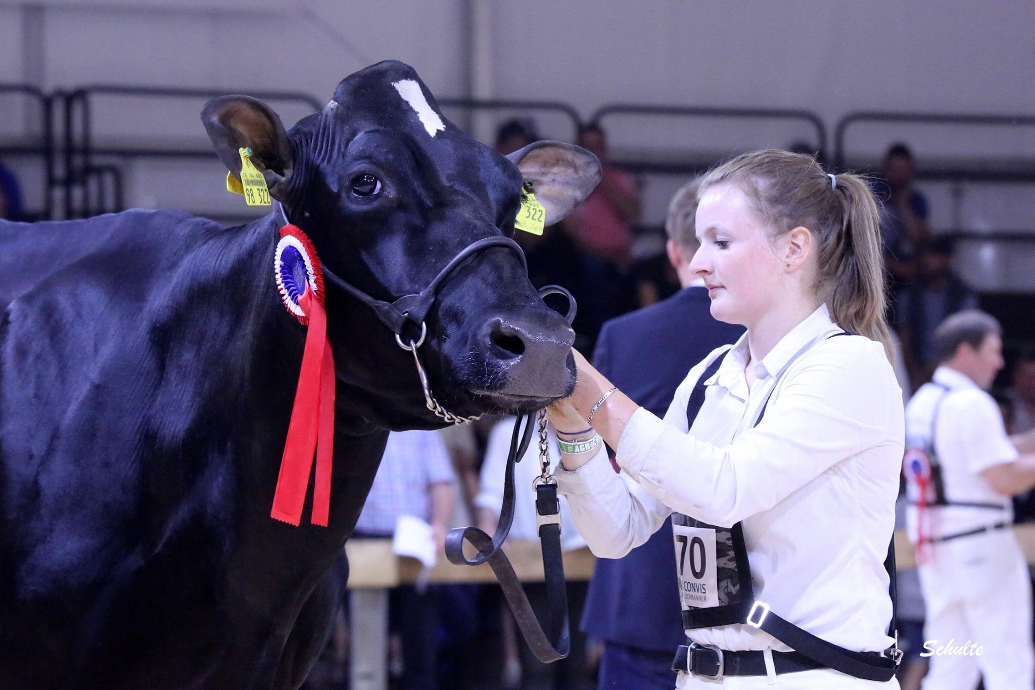 Elevage de vaches laitières au Luxembourg