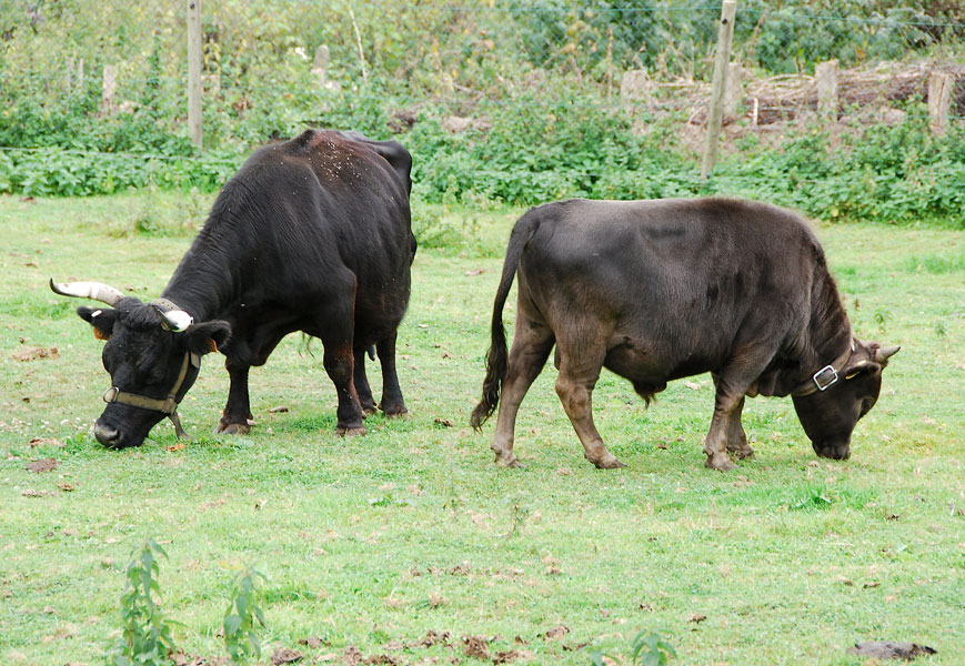Insémination bovine en Allemagne